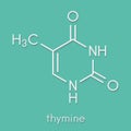 Thymine T nucleobase molecule. present in DNA. Skeletal formula.