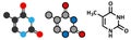 Thymine (T) nucleobase molecule. present in DNA