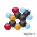 Thymine, T. Purine nucleobase molecule. Base present in DNA. 3D vector illustration on white background