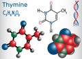 Thymine Thy - pyrimidine nucleobase, fundamental unit