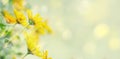 Thymophyllia, yellow chamomile flowers, natural summer background, blurred image. Panoramic banner with copy space