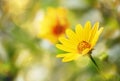 Thymophyllia, yellow flowers, natural summer sunny background, blurred image with bokeh lights Royalty Free Stock Photo