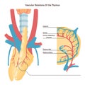 Thymus anatomy and blood supply. Primary lymphoid organ of the human