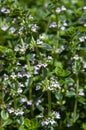 Close-up of flowering thymus x citriodorus stems in garden Royalty Free Stock Photo