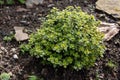 Thymus citriodorus or lemon thyme culinary herb plant Royalty Free Stock Photo