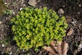 Thymus citriodorus or lemon thyme plant top view Royalty Free Stock Photo