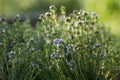 Thymus Flowers