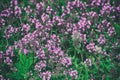 Thymus with flowers