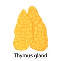 Thymus gland color icon. Primary hematopoietic organ. Isolated vector flat illustration