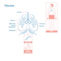 Thymus gland of Endocrine System. Medical science vector illustration diagram