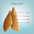 Thymus gland image