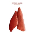 Thymus gland image