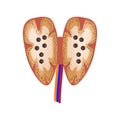 Thymus gland. Structure. Infographics. Vector illustration on isolated background.