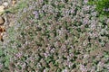 Thymus praecox in bloom in June Royalty Free Stock Photo