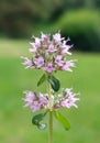 Thymus pulegioides Royalty Free Stock Photo