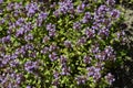 Thymus pulegioides called as lemon thyme