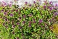 Thymus pulegioides Royalty Free Stock Photo