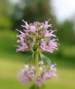 Thymus pulegioides Royalty Free Stock Photo