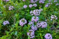 Thymus pulegioides with lilac pink flowers. Nature