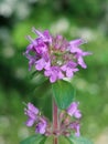 Thymus pulegioides Royalty Free Stock Photo