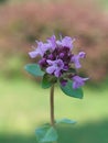 Thymus pulegioides Royalty Free Stock Photo