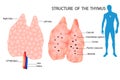 The thymus is a specialized primary lymphoid organ of the immune system. Royalty Free Stock Photo