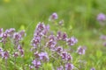 Thymus , thyme - healing herb and condiment growing in nature.