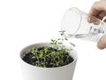 Thymus Thyme and Rosmarinus officinalis rosemary in flower pot. Hand nurturing and watering young baby plants