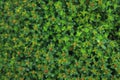 Thymus thyme in a summer garden. Nature background close-up