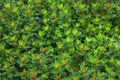 Thymus thyme in a summer meadow. Nature background close-up