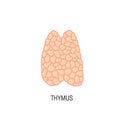 Thymus vector illustration