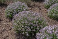 Thymus vulgaris or common thyme flowering plants