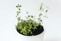 Thymus vulgaris Common thyme, German thyme, Garden thyme and Rosemary Rosmarinus officinalis seedlings in white pot
