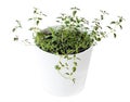 Thymus vulgaris Common thyme, German thyme, Garden thyme and Rosemary Rosmarinus officinalis seedlings in white pot. Green