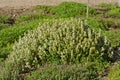 Thymus vulgaris - common thyme