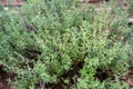 Thymus vulgaris herbs grown at greenhouse Royalty Free Stock Photo