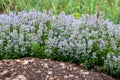 Thymus vulgaris known as Common Thyme, Garden thyme, variety with pale pink flowers - medicinal herb
