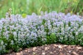 Thymus vulgaris known as Common Thyme, Garden thyme, variety with pale pink flowers - medicinal herb