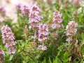 Thymus vulgaris known as Common Thyme, Garden thyme, Wild Thyme