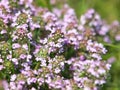 Thymus vulgaris known as Common Thyme