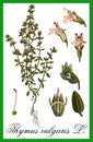 Thymus vulgaris - L. herbal