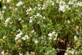 Thymus Vulgaris L - Thyme