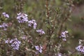 Thymus vulgaris is a species of flowering plant .Thyme is any of several species of culinary and medicinal herbs