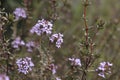 Thymus vulgaris is a species of flowering plant .Thyme is any of several species of culinary and medicinal herbs