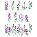 Thymus vulgaris.Watercolor set of purple wildflowers.