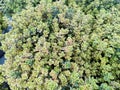Thymus x citriodorus \'Aureo\' Thymus \'Golden King\' Royalty Free Stock Photo