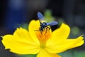 Thyreus nitidulus - neon cuckoo bee