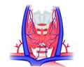 Thyroid anatomy vector illustration. Schematic illustration of thyroid, large vessels, trachea and larynx Royalty Free Stock Photo