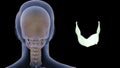 Human Anatomy Thyroid Cartilage