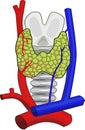 Thyroid Gland Anatomy